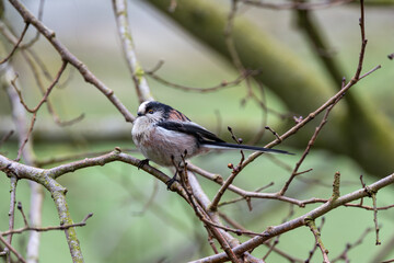 Long-tailed Tit (Aegithalos caudatus) - Common in woodland parks and gardens across Europe