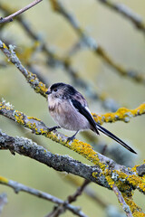 Fototapeta premium Long-tailed Tit (Aegithalos caudatus) - Common in woodland parks and gardens across Europe