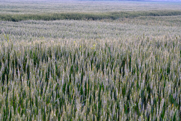 Fototapeta premium Lush Green Wheat Field Bathed in Soft Morning Light