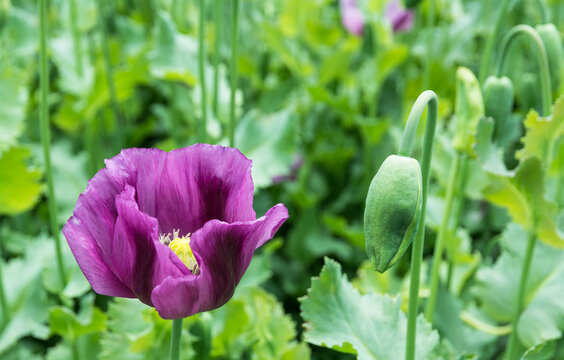 Opium poppy purple bloom and green bud with stems and leaves in field detail. Papaver somniferum. Closeup violet flower head and fragile petals of plant with edible seeds cultivated for food industry.