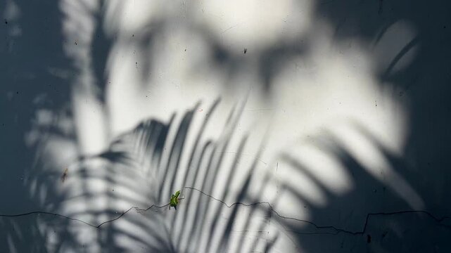 Shadow of shutters and Cycas fern or palm leaves on grunge wall