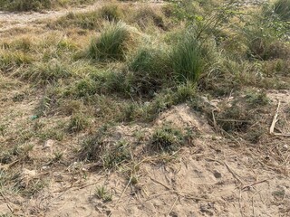 Natural rural landscape with trees, green plants, dried vegetation, soil, farmland, and a peaceful garden environment
