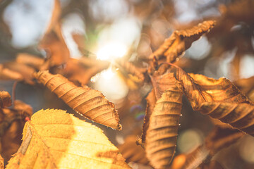 Rich golden sweet chestnut Castanea sativa leaves illuminated by bright autumn sun.