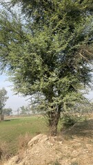 Natural rural landscape with trees, green plants, dried vegetation, soil, farmland, and a peaceful garden environment