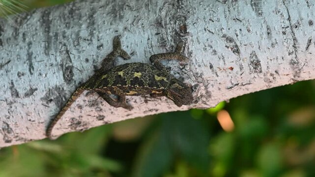 A patterned, young Mediterranean chameleon (Chamaeleo chamaeleon), nearly invisible thanks to its camouflage on a light-colored tree branch.