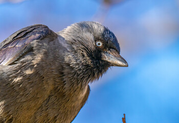 Eurasian Jackdaw Coloeus monedula close up portrait against soft sky.