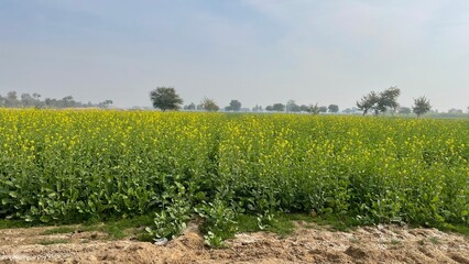 Natural rural landscape with trees, green plants, dried vegetation, soil, farmland, and a peaceful garden environment