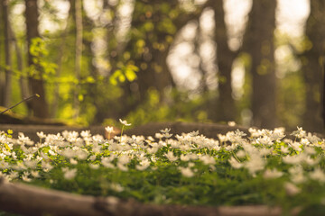 Naklejka premium Wood anemone Anemone nemorosa glowing in warm spring forest sunlight.