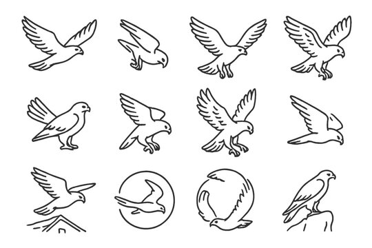 Falcon Flight Icons. Line style icons of falcon flight: soaring bird, stoop dive, wings spread, hovering pose; tail spread, folded