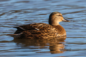 Mallard Duck Hen On Lake Blue Reflections - 241C9427