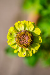 Top view of fading zinnia Zinnia elegans flower in warm sunlight.