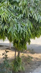 Natural rural landscape with trees, green plants, dried vegetation, soil, farmland, and a peaceful garden environment