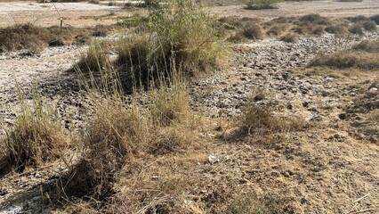 Natural rural landscape with trees, green plants, dried vegetation, soil, farmland, and a peaceful garden environment