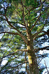 丹沢の辺室山　モミ
