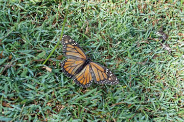 Monarch butterfly