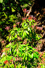 西丹沢の畦ヶ丸　アセビの赤い新葉
