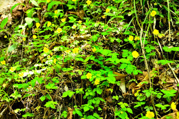 西丹沢の畦ヶ丸　ツルキンパイ
