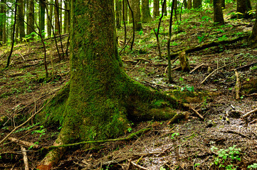 西丹沢の明神山　新緑の森の中のモミ
