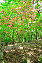 西丹沢の白クラノ頭　新緑の森に咲くヤマツツジ
