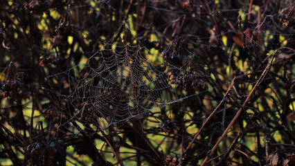 A spider web on bare branches, sparkling with dewdrops. A dense network of branches and silky web threads form a complex lattice. Muted green background with a bokeh effect, close-up macro shot.