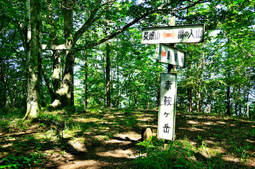 道志山塊の朝日山　夏の森の山頂
