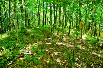 道志山塊の道志山稜縦走コース　岩殿山の山頂
