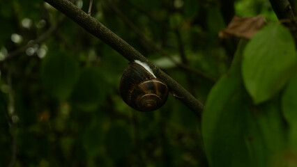 A snail on a tree branch. A snail with a brown spiral shell slowly crawls along a thin tree branch, leaving a shiny white slime trail against the lush green foliage in a tranquil natural setting. © Александр Лебедько