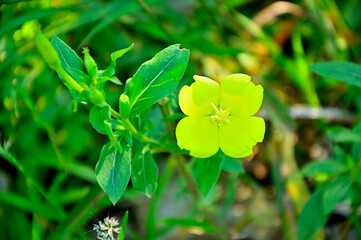 道志山塊の高座山　メマツヨイグサ
