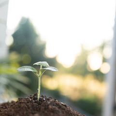 homegrown organic vegetable sprout under mooring sunlight