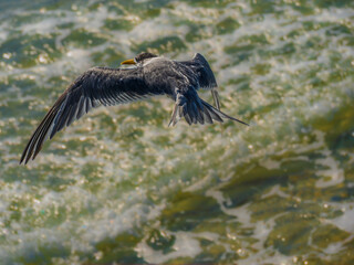 Lovely Tern Hovers Above Foaming Sea