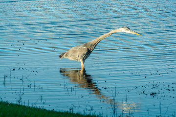 Side view, medium distance of, a Great Blue Heron, walking in tropical blue water lake, searching for next meal, under morning sunlight
