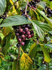 Clusters of dark purple to black berries hang from a branch with green leaves, belonging to a...