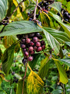 Clusters of dark purple to black berries hang from a branch with green leaves, belonging to a Rhamnus costata.