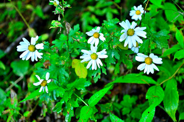道志山塊の石割山　リュウノウギク
