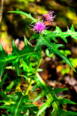 道志山塊の大平山　トネアザミ

