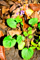 道志山塊の長池山　アキノタムラソウ
