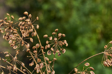 Close-up of mature dried dill seeds on umbellate inflorescences in the garden. Natural texture, brown seeds and a blurred green background.