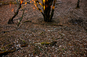 道志山塊の岩下ノ丸　めらめらと燃える木
