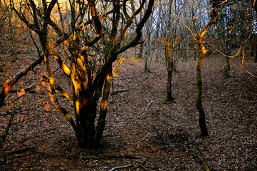 道志山塊の岩下ノ丸　めらめらと燃える木
