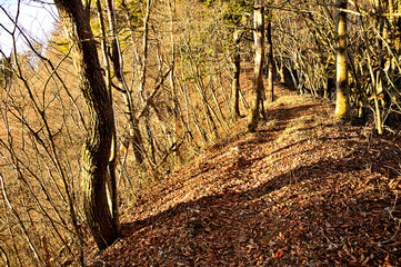 道志山塊の岩下ノ丸　朝焼けの御正体山北東尾根の道

