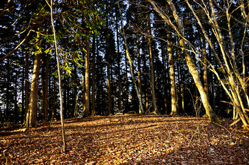道志山塊の岩下ノ丸山頂　朝焼けの頂
