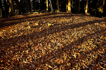 道志山塊の岩下ノ丸山頂　朝焼けの頂
