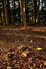 道志山塊の岩下ノ丸山頂　樹影伸びる朝焼けの頂
