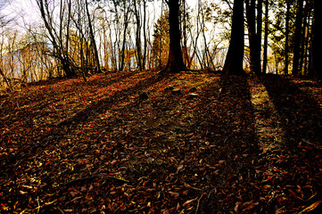 道志山塊の岩下ノ丸山頂　樹影伸びる頂
