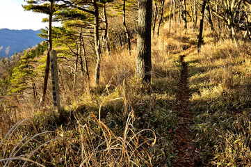 道志山塊の岩下ノ丸　御正体山北東尾根　ブドウ沢峠
