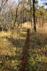 道志山塊の岩下ノ丸　御正体山北東尾根　ブドウ沢峠
