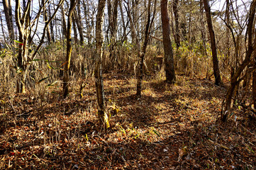 道志山塊の牧ノ沢山山頂
