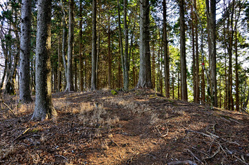 道志山塊のマエダレノ頭山頂
