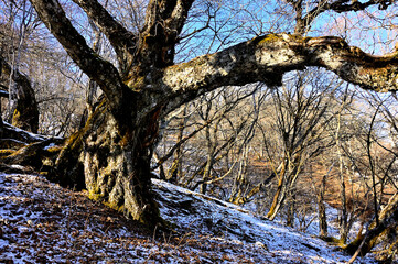 道志山塊の御正体山　森の大木　初冠雪の頃
