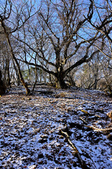道志山塊の御正体山　初冠雪の頃

